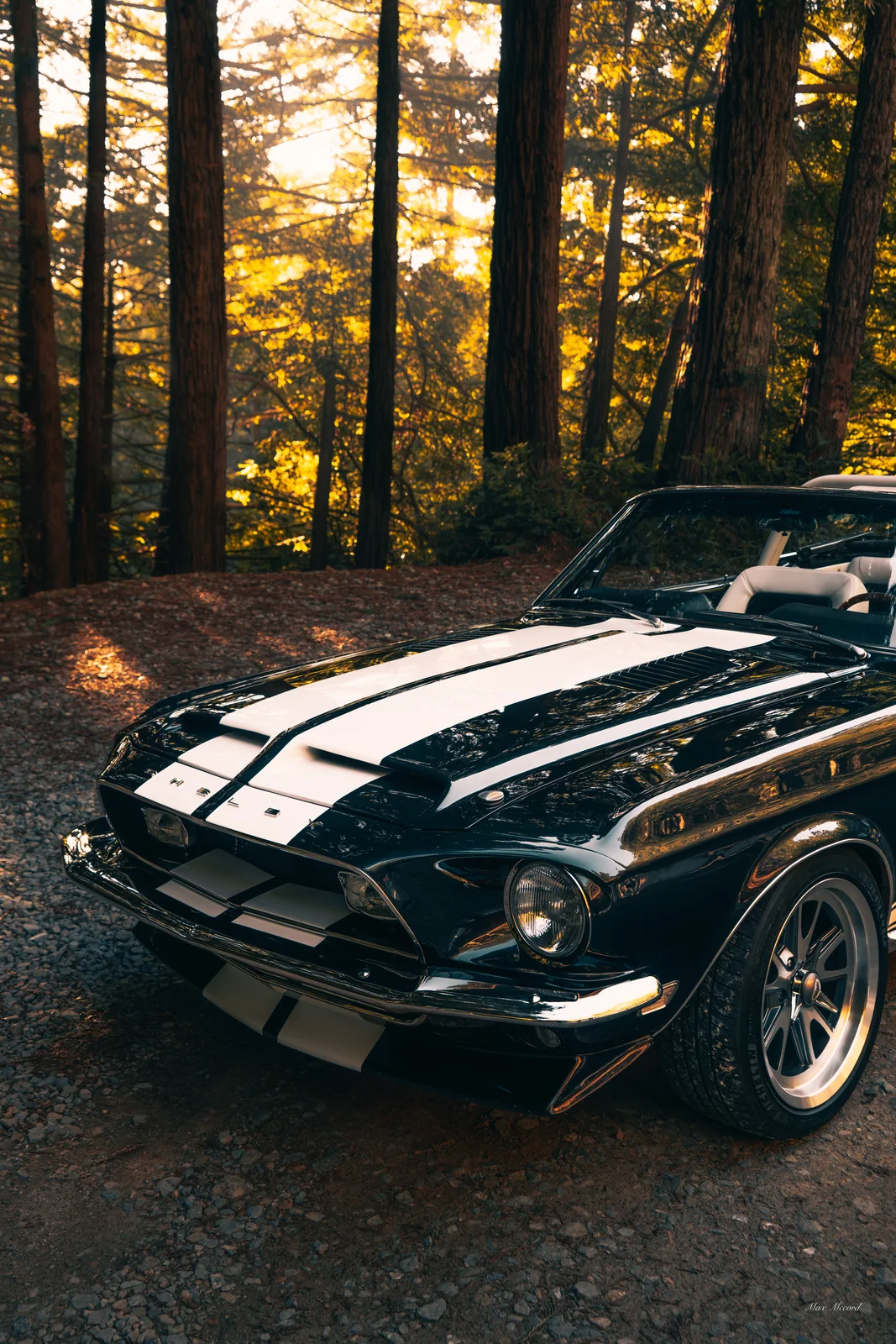 Forest Stance, JB Today Studios feature