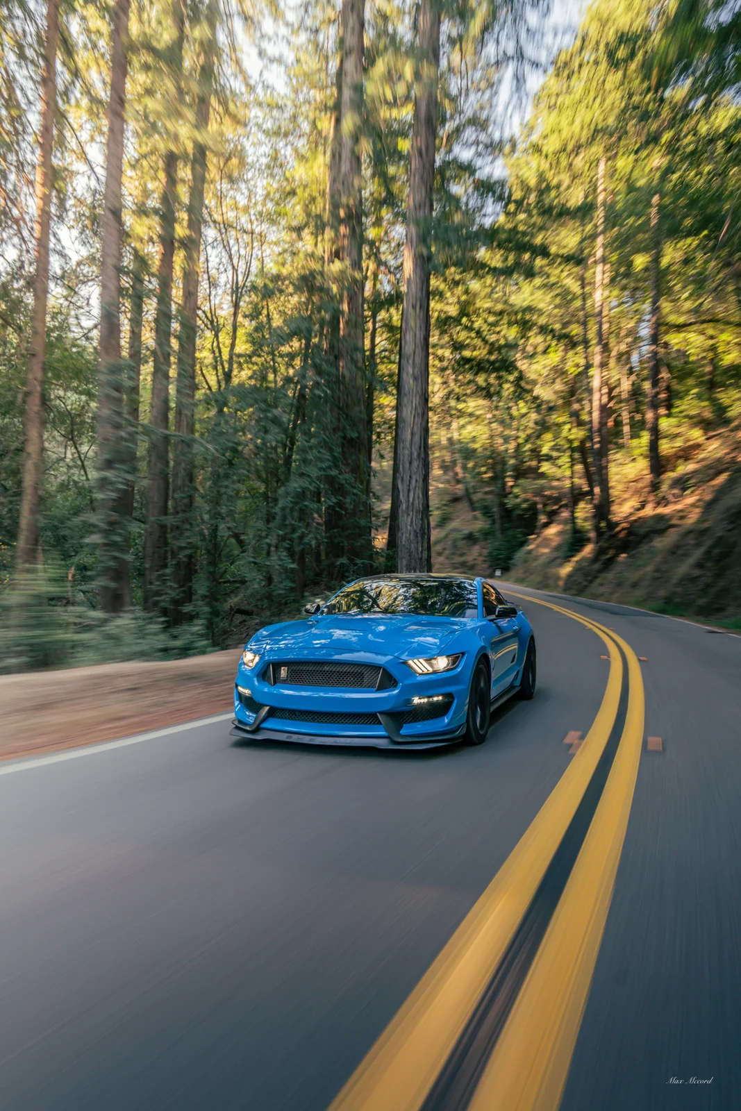 Redwood Double Yellow, Shelby GT350
