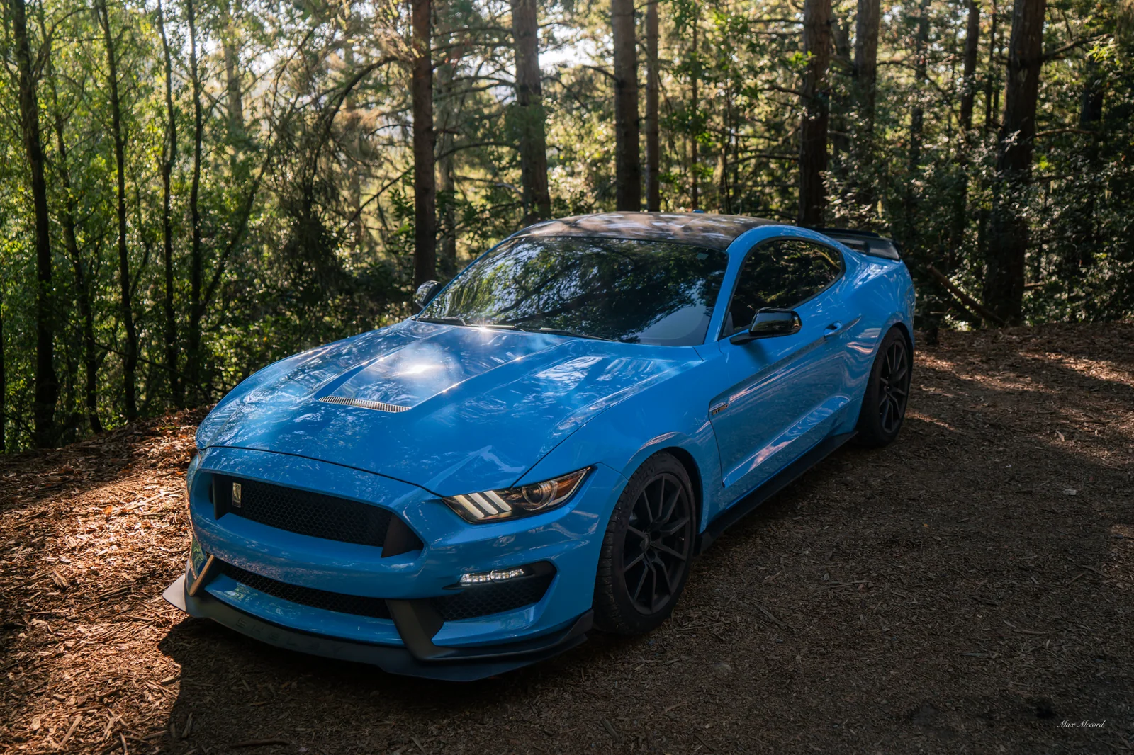 Parked in the Ferns, Shelby GT350